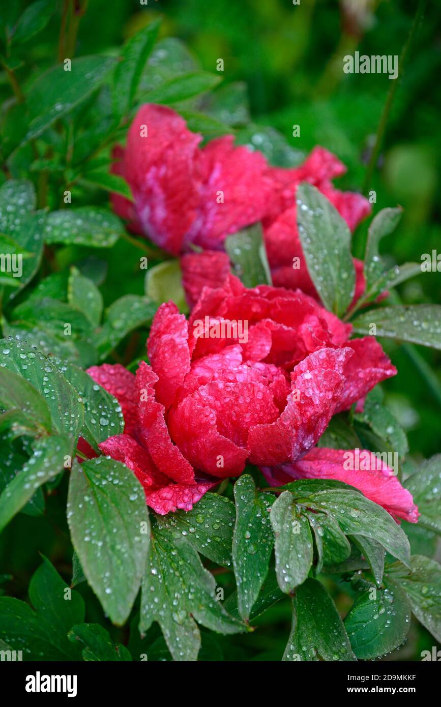 Paeonia suffruticosa,pink red coloured flower,flowers,flowering,tree peony,spring,garden,gardens,RM Floral Stock Photo