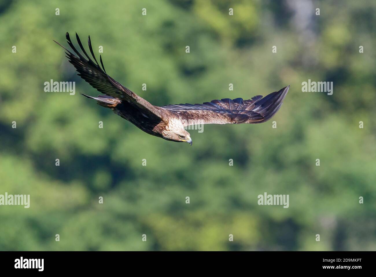 Immature golden eagle hires stock photography and images Alamy