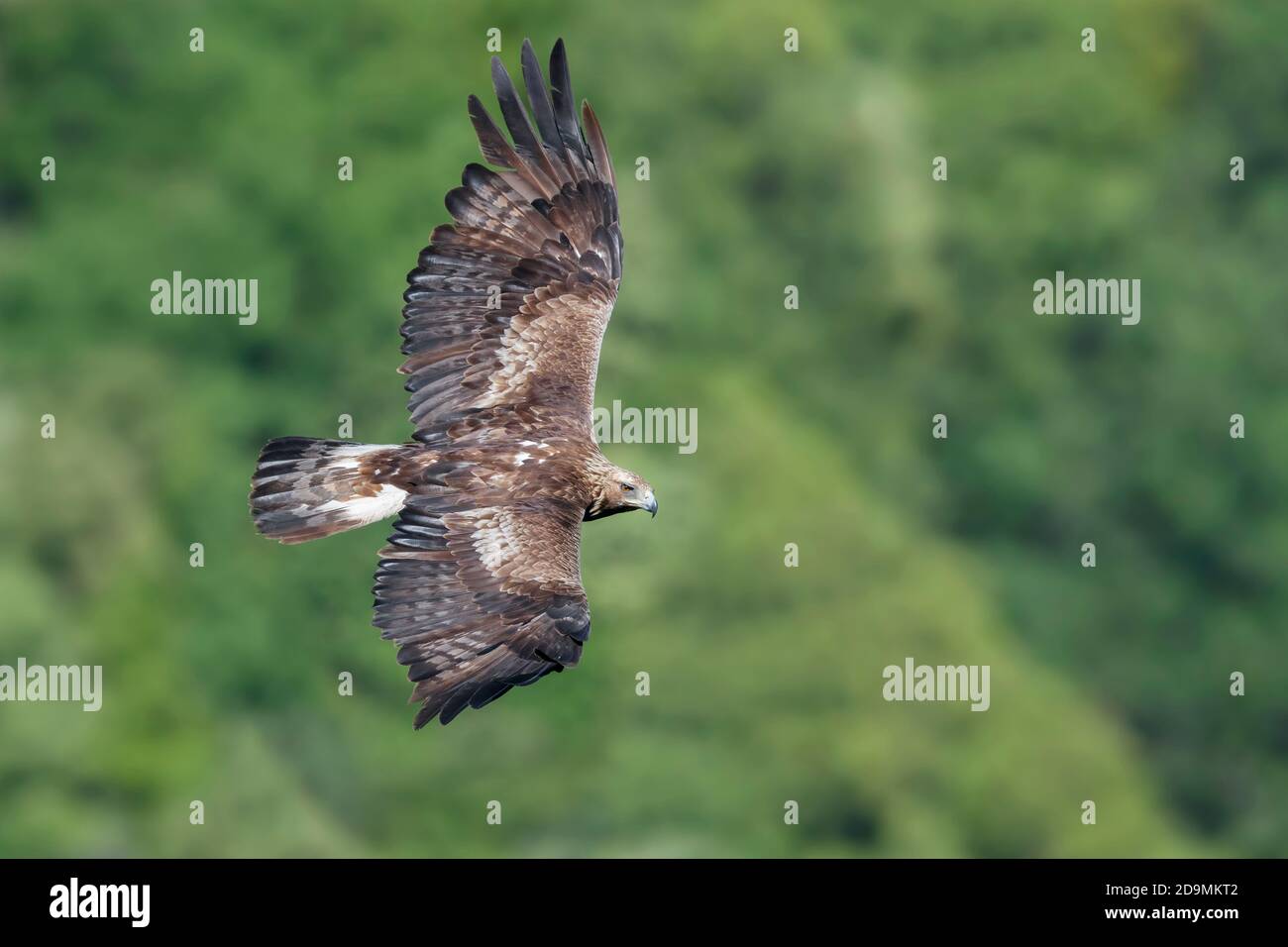 Golden eagle aquila chrysaetos immature hires stock photography and