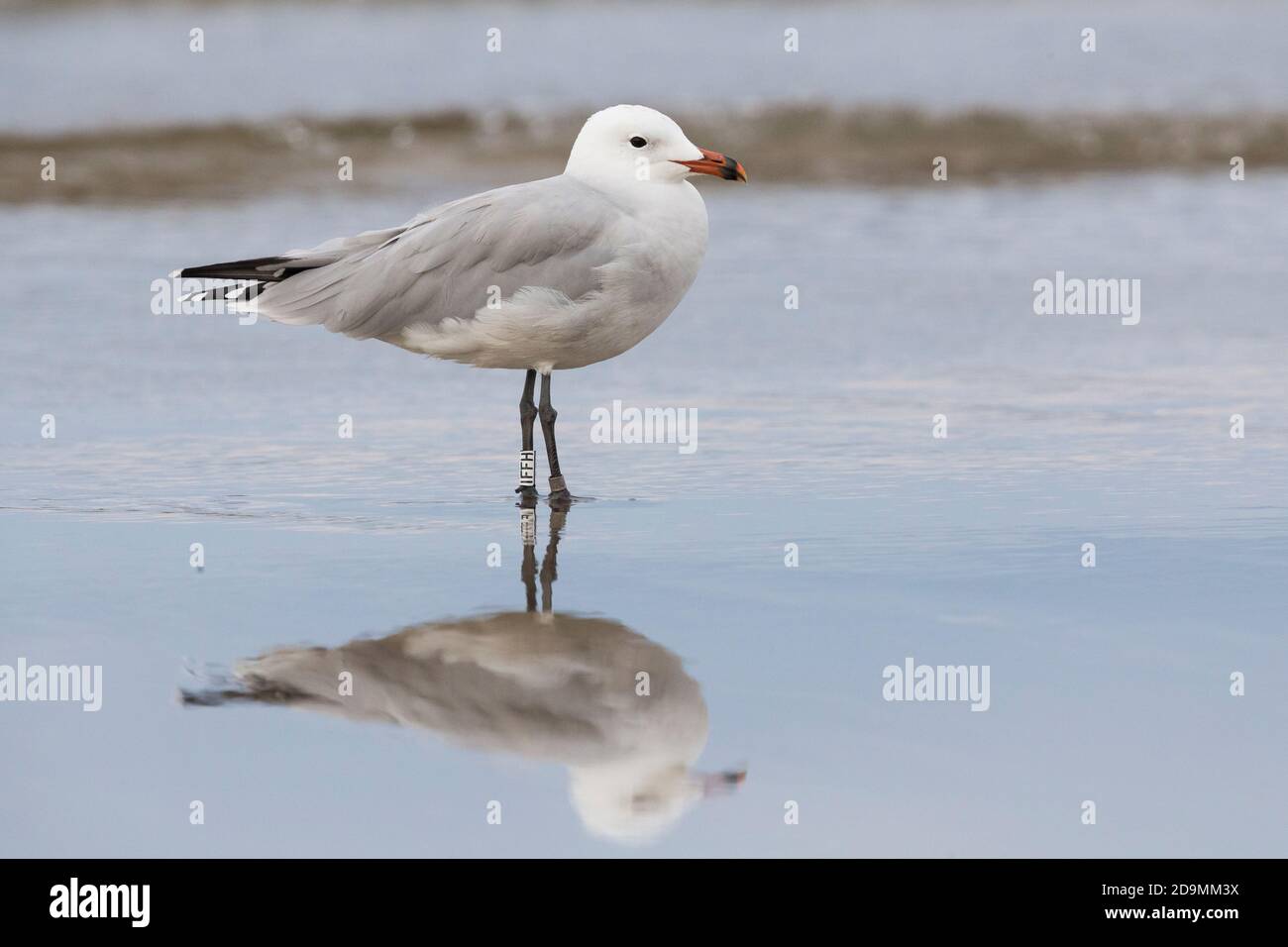 Audouin's Gull (Ichthyaetus audouinii), side view of an adult standing on the shore, Campania, Italy Stock Photo