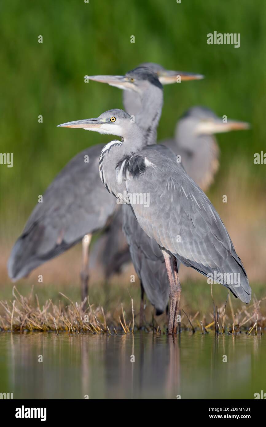 Flock of heron hires stock photography and images Alamy