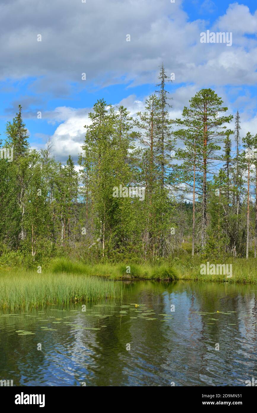 Overgrown forest lake on sunny hi-res stock photography and images - Alamy