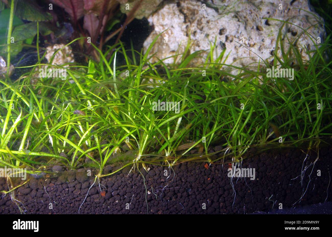 Detail of aquarium plant roots (Sagittaria sp.) Stock Photo