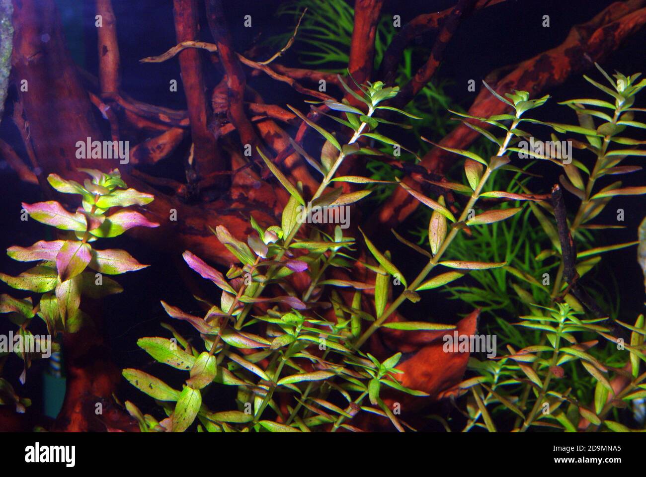 Ohototropism in aquarium plant (Rotala rotundifolia) Stock Photo