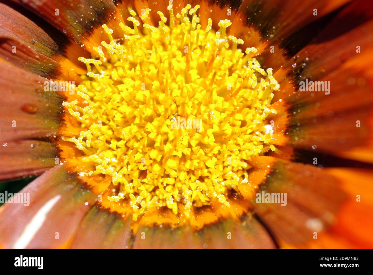 Reproduction organs of the flower: anthers (swollen pollen-producing parts) Stock Photo