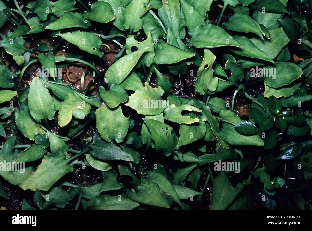Cryptocoryne pontederiifolia is a marsh plant found only on the western coast of Sumatra Stock Photo