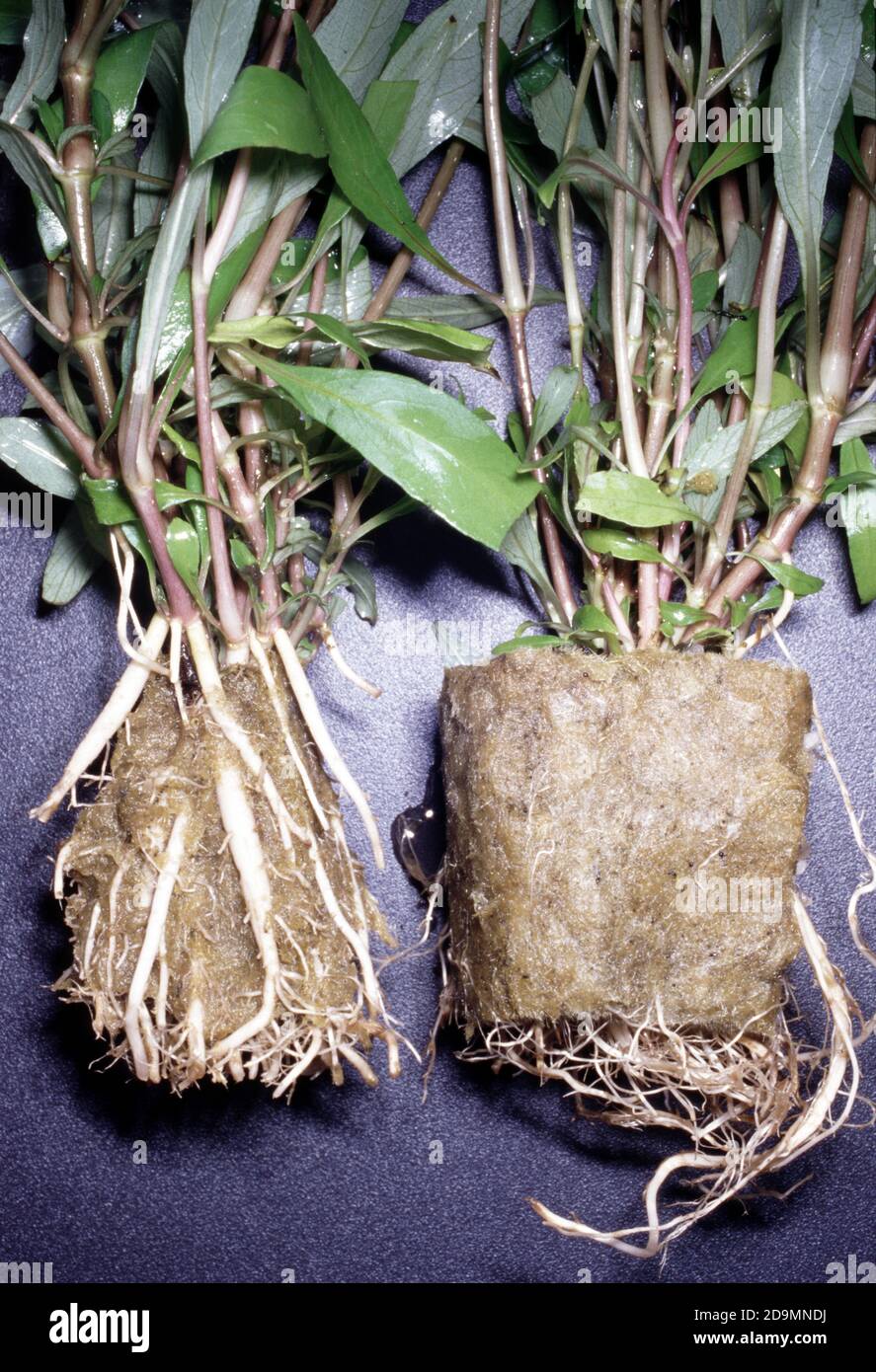 Aquarium plants roots in hydroponic culture Stock Photo Alamy