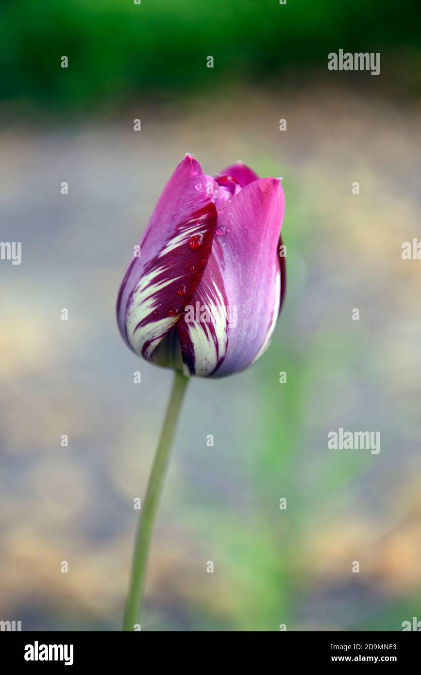 English Florist Tulip,broken tulip,Tulip Breaking Virus,flamed markings