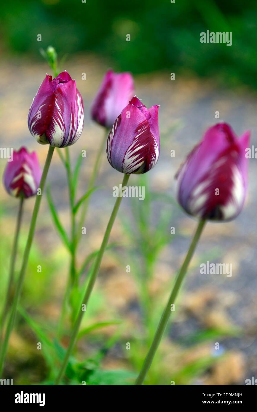 English Florist Tulip,broken tulip,Tulip Breaking Virus,flamed markings