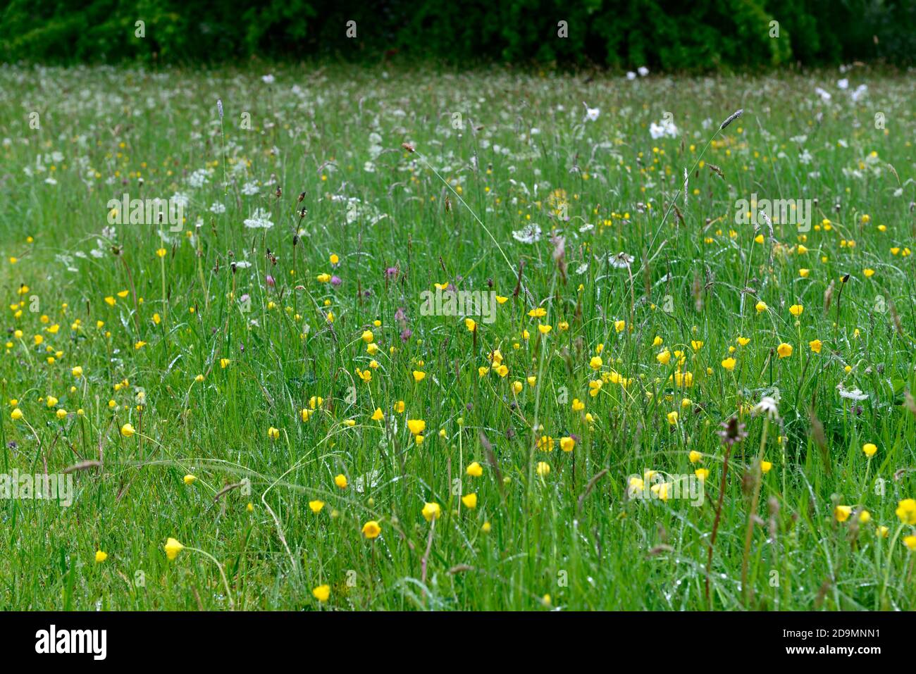 yellow buttercups,wildflower meadow,wildflowers,meadows,insect friendly,rewilding,rewild,garden,gardens,gardening,RM Floral Stock Photo