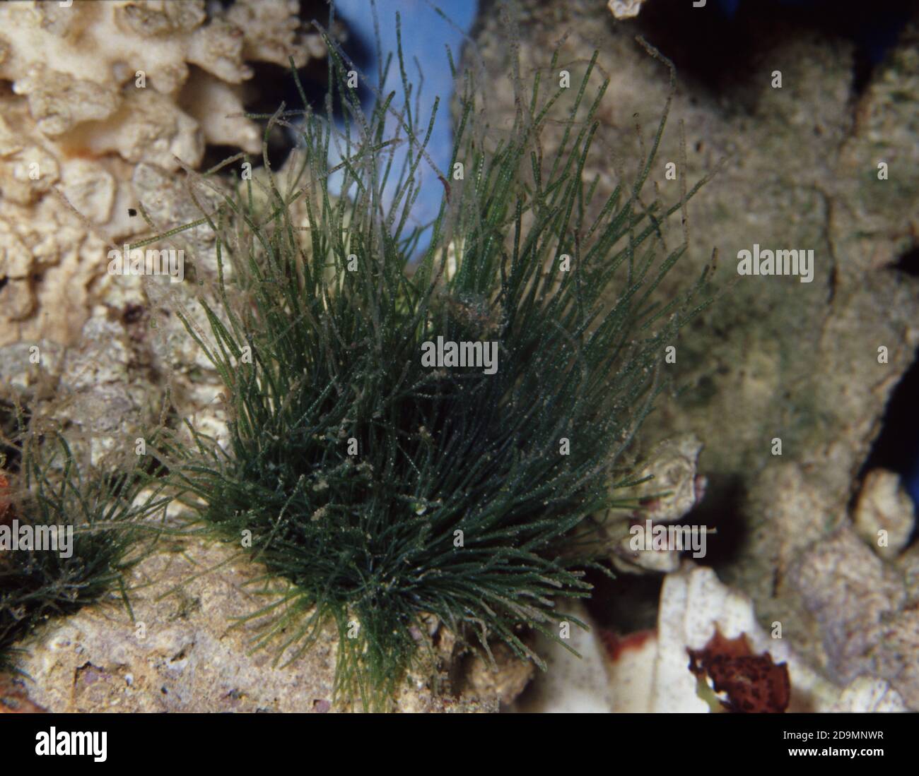 Species of green algae hires stock photography and images Alamy