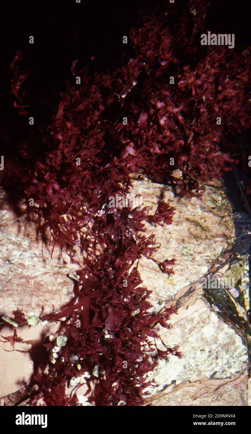 Halymenia floresii is an edible red alga consumed in some Asian markets Stock Photo