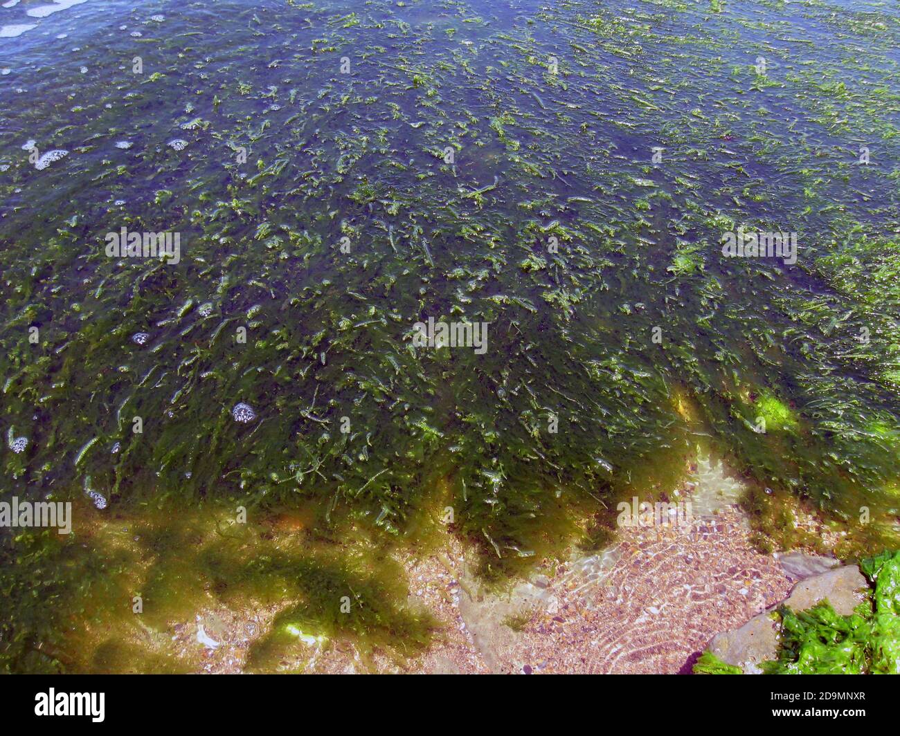 Ulva lactuca, also known by the common name sea lettuce, is an edible green alga in the family Ulvaceae Stock Photo