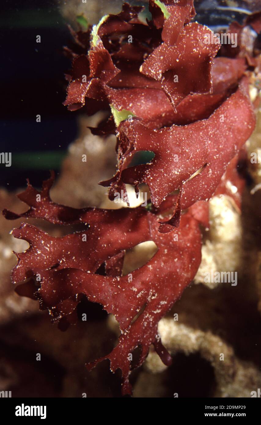 Halymenia floresii is an edible red alga consumed in some Asian markets Stock Photo