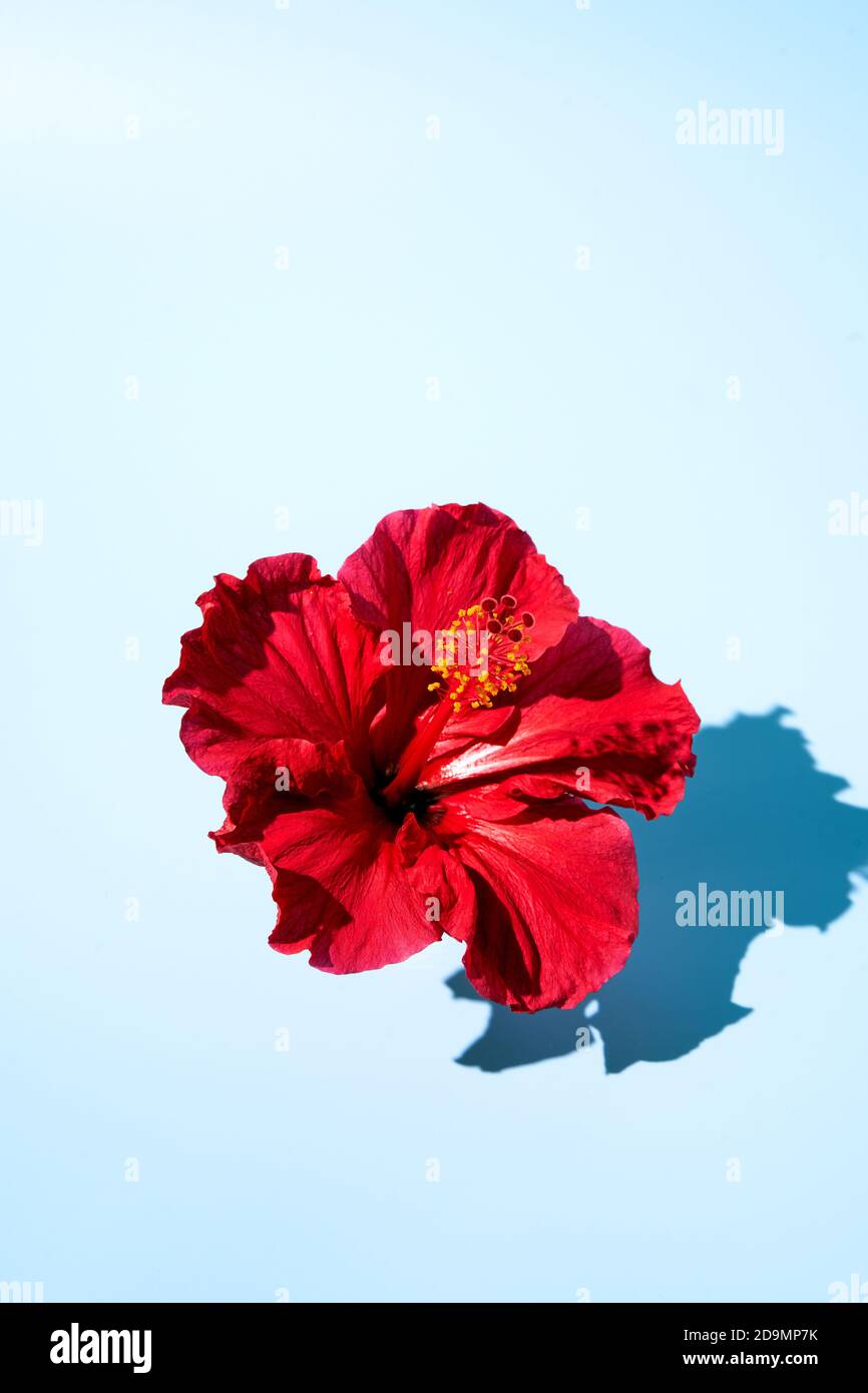 Top view of a creative pop art design of a hibiscus flower. Copy space Stock Photo