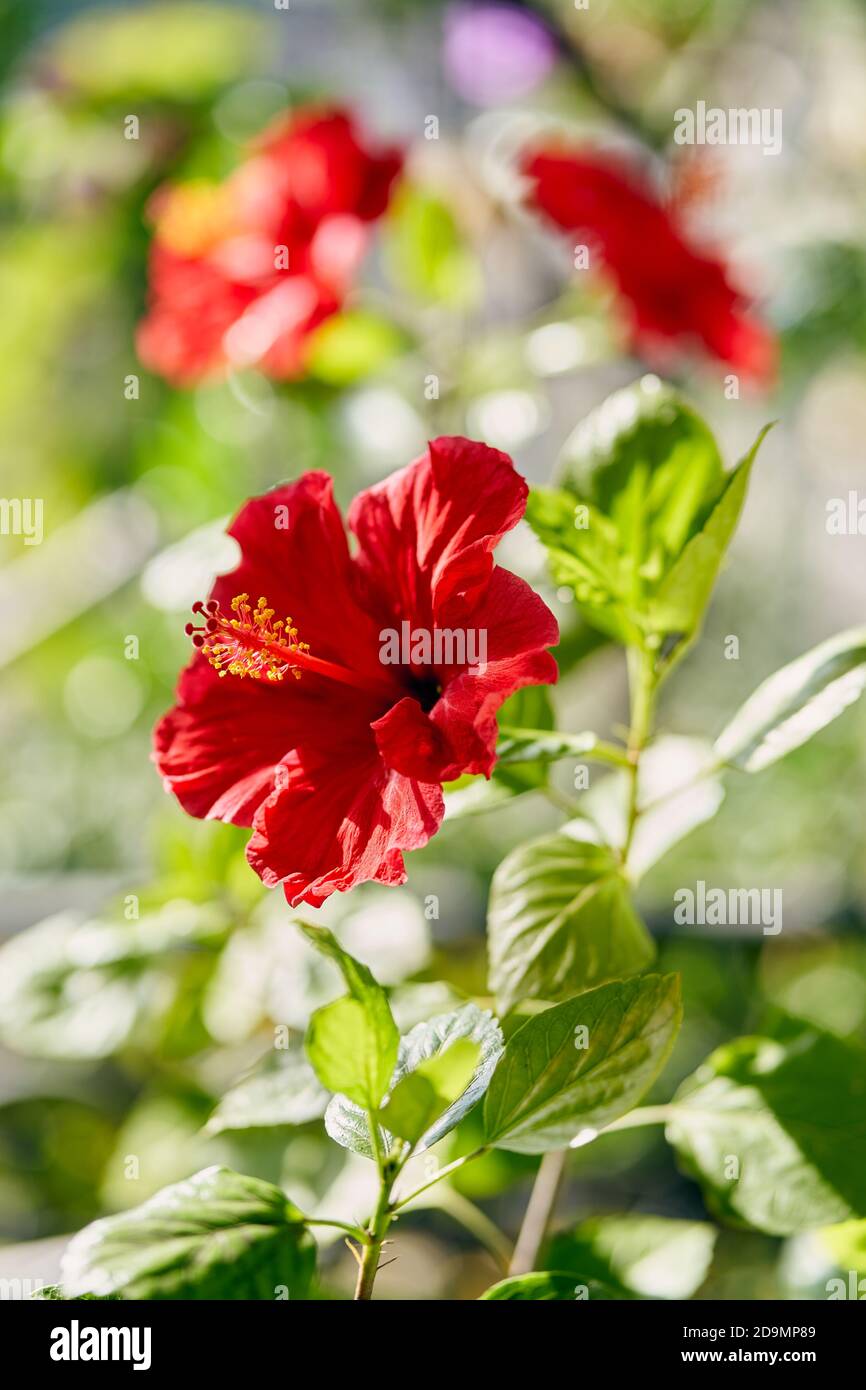 Hibiscus flowers blooming on a branch. Colorful summer background Stock Photo