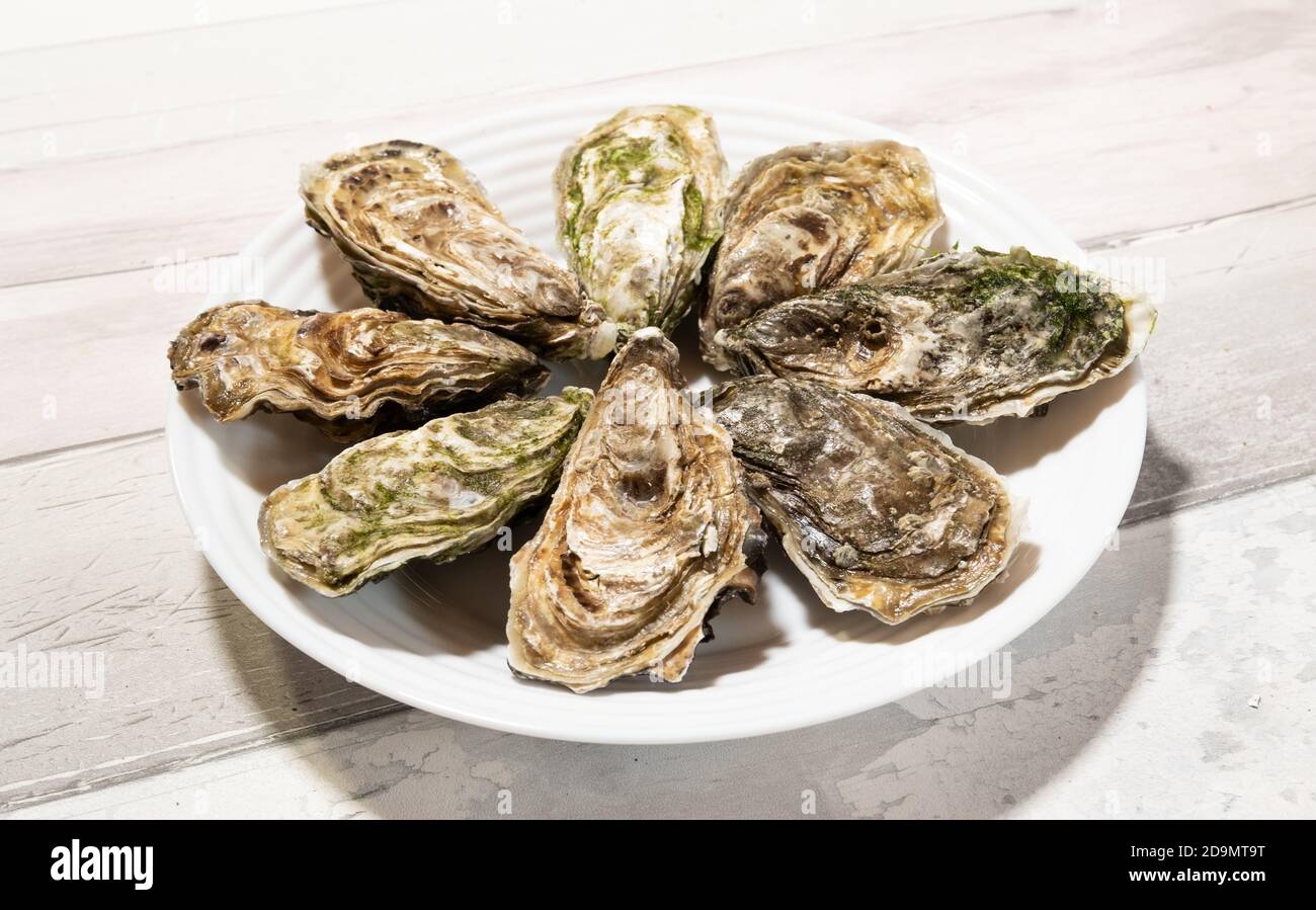 beautiful fresh hollow oysters from Brittany or Normandy in France
