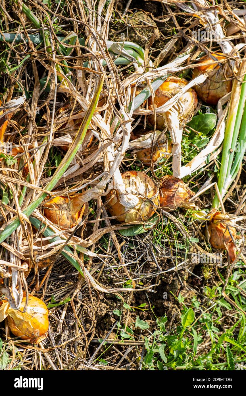 yellow onions and shallots drying in the summer sun in a permaculture