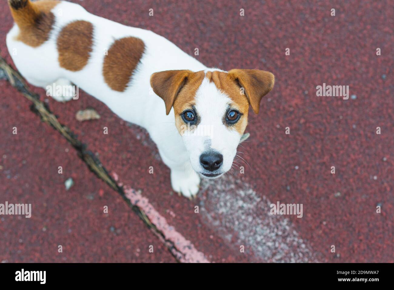 Jack Russell Terrier puppy,white with brown round spots,stands on the sports floor of the playground, looks into the camera with brown eyes. Dog Day,P Stock Photo