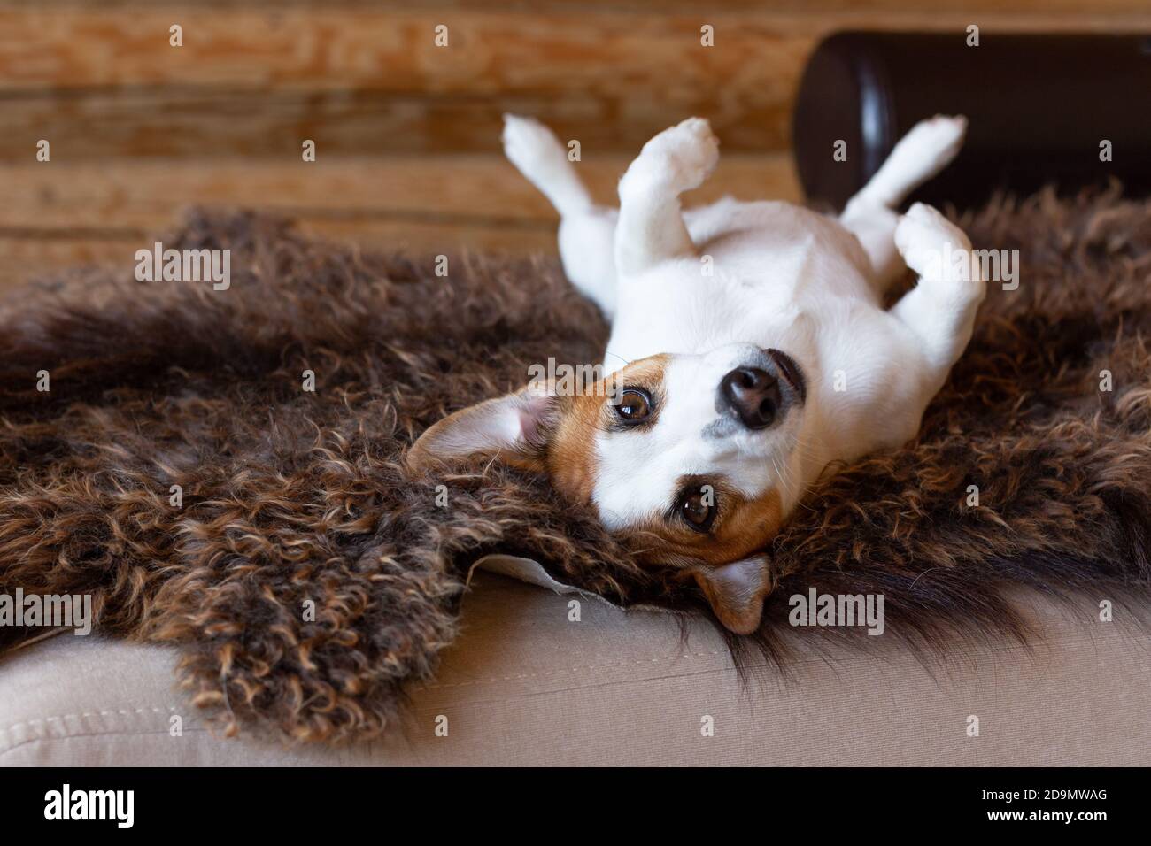 Beautiful young dog Jack Russell Terrier lies on his back on a brown sheep's skin. White dog with a black nose and shining eyes looks at the camera wi Stock Photo