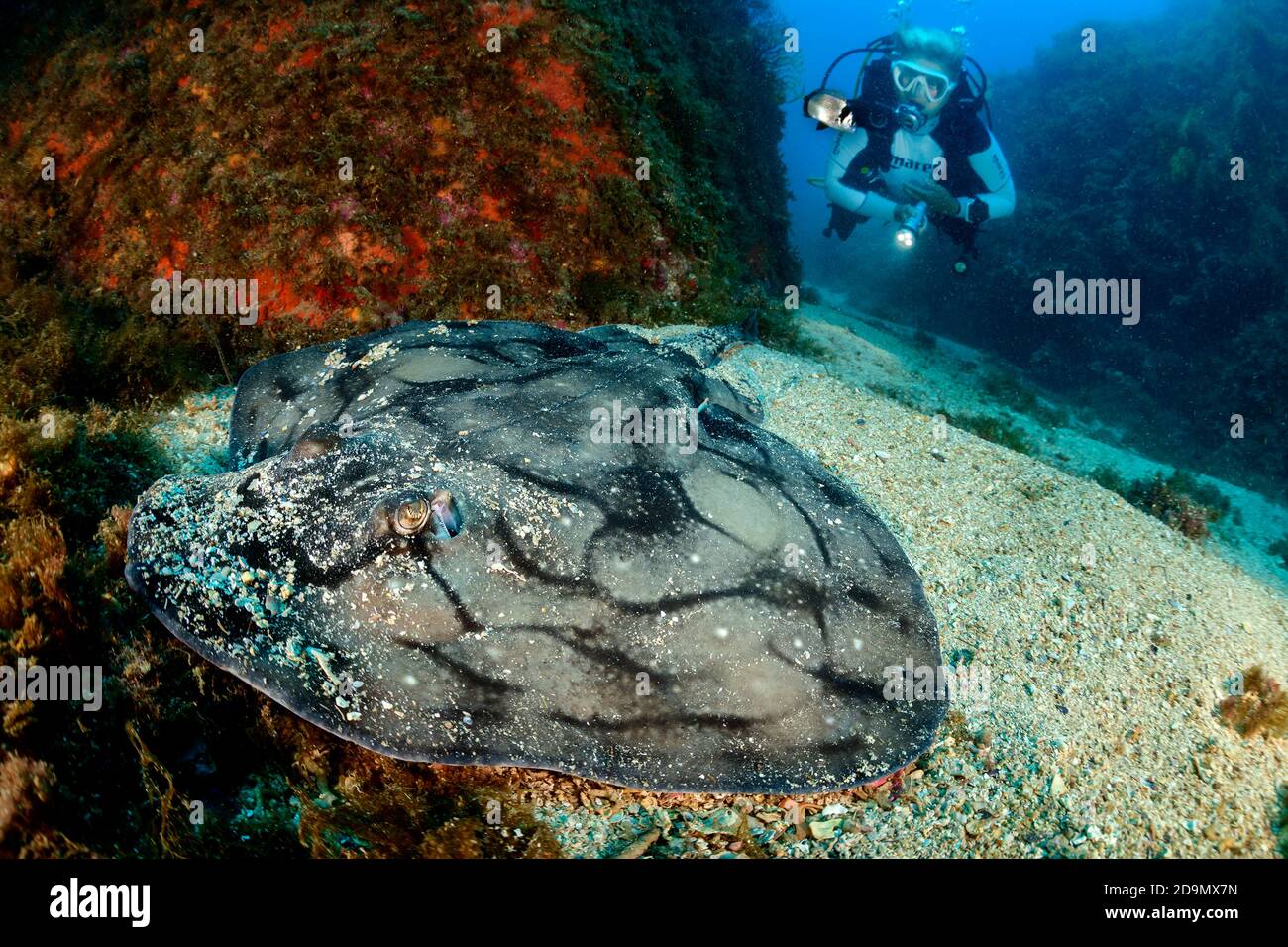 Marble rays, Raja undulata, and divers, Tamariu, Costa Brava, Spain, Mediterranean Stock Photo