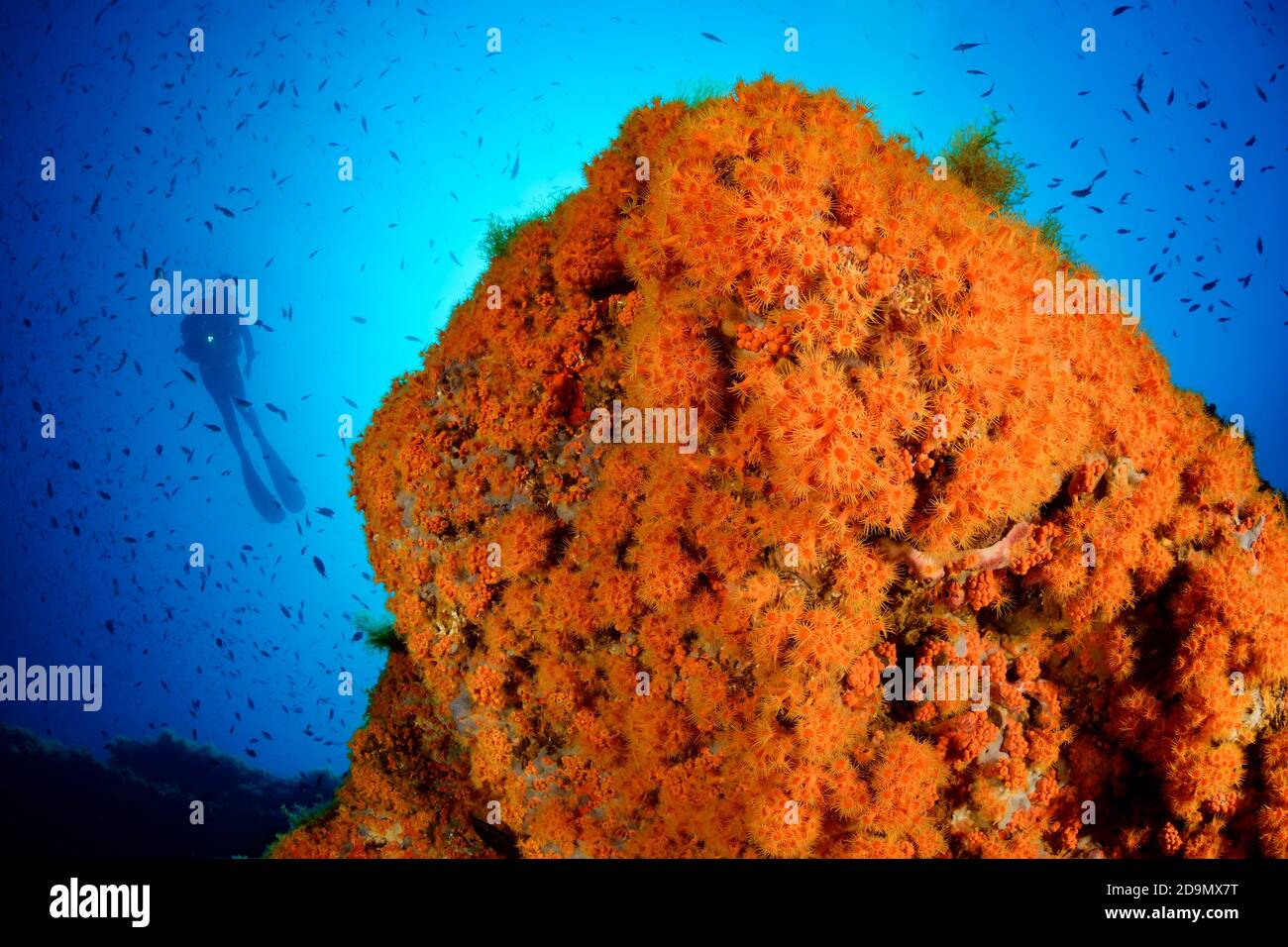 Coral reef with crusty anemones, Parazoanthus axinellae, and divers, Tamariu, Costa Brava, Spain, Mediterranean Stock Photo