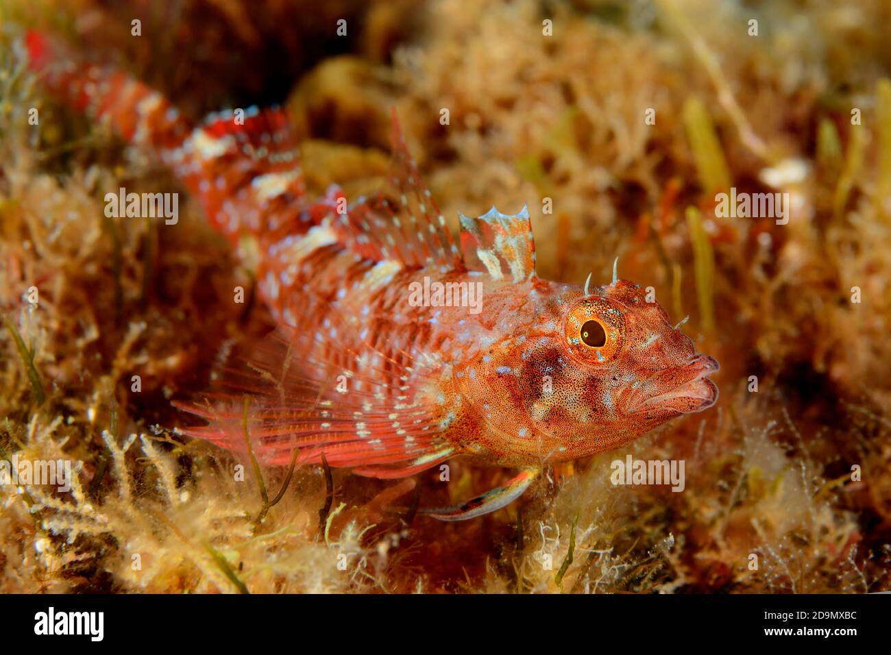 Yellow pointed headed slimy fish, Tripterygion delaisi, Tamariu, Costa Brava, Spain, Mediterranean Stock Photo