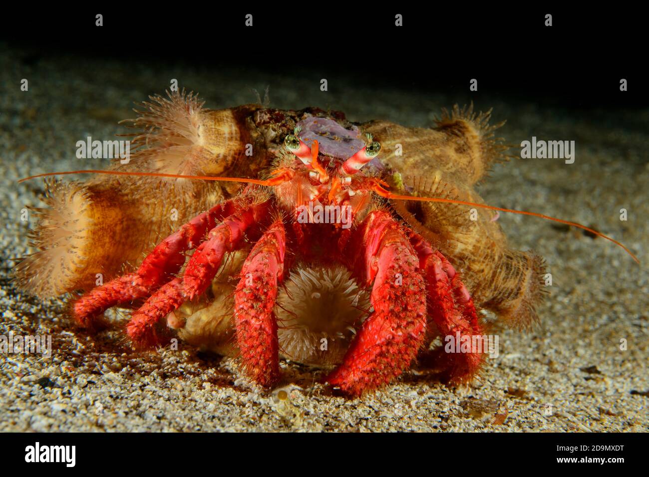 Large red hermit crab with hermit water lily, Dardanus calidus with Calliactis parasitica, Tamariu, Costa Brava, Spain, Mediterranean Stock Photo