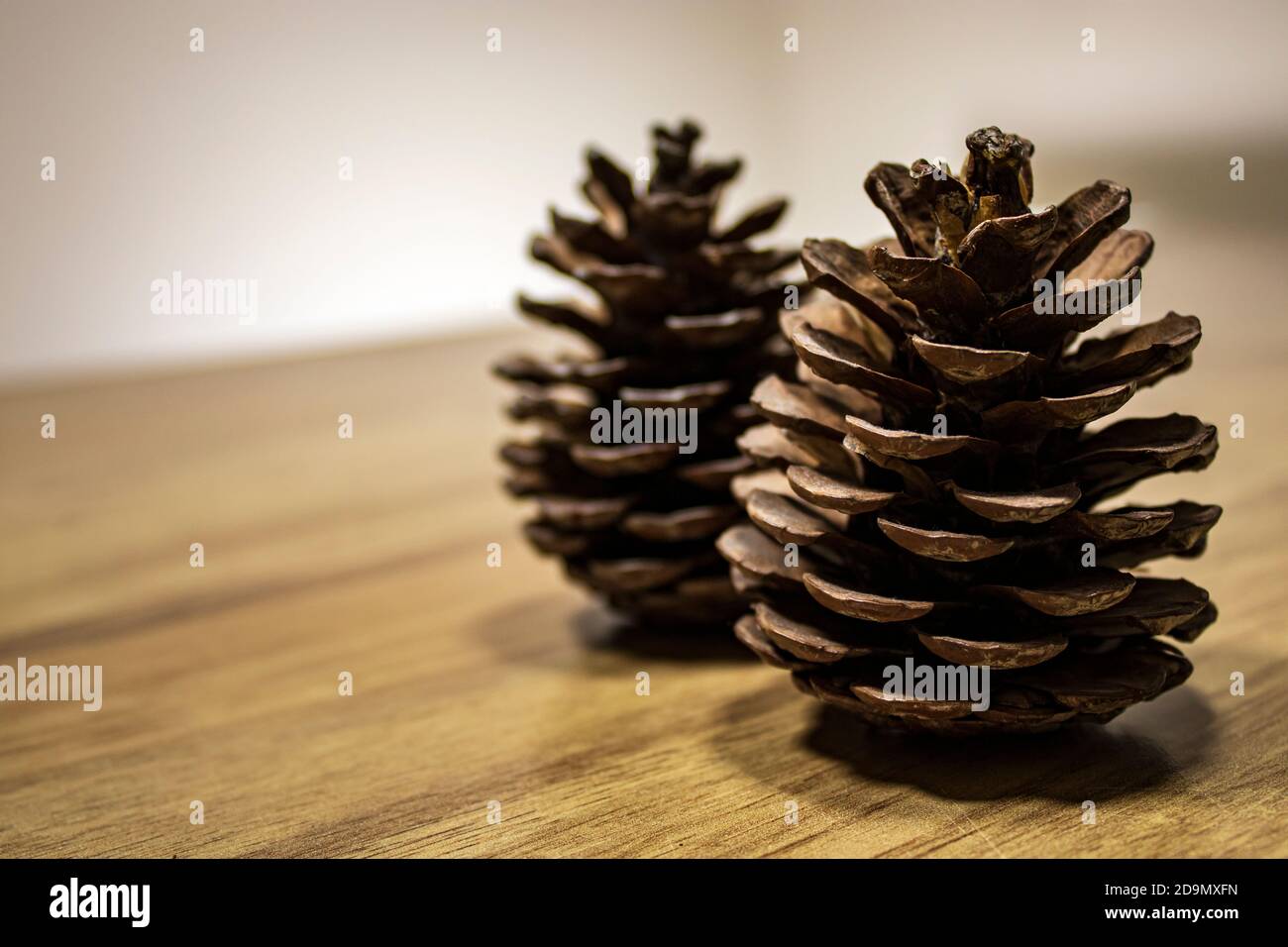 Two pine cones standing upright on the wooden table. Stock Photo
