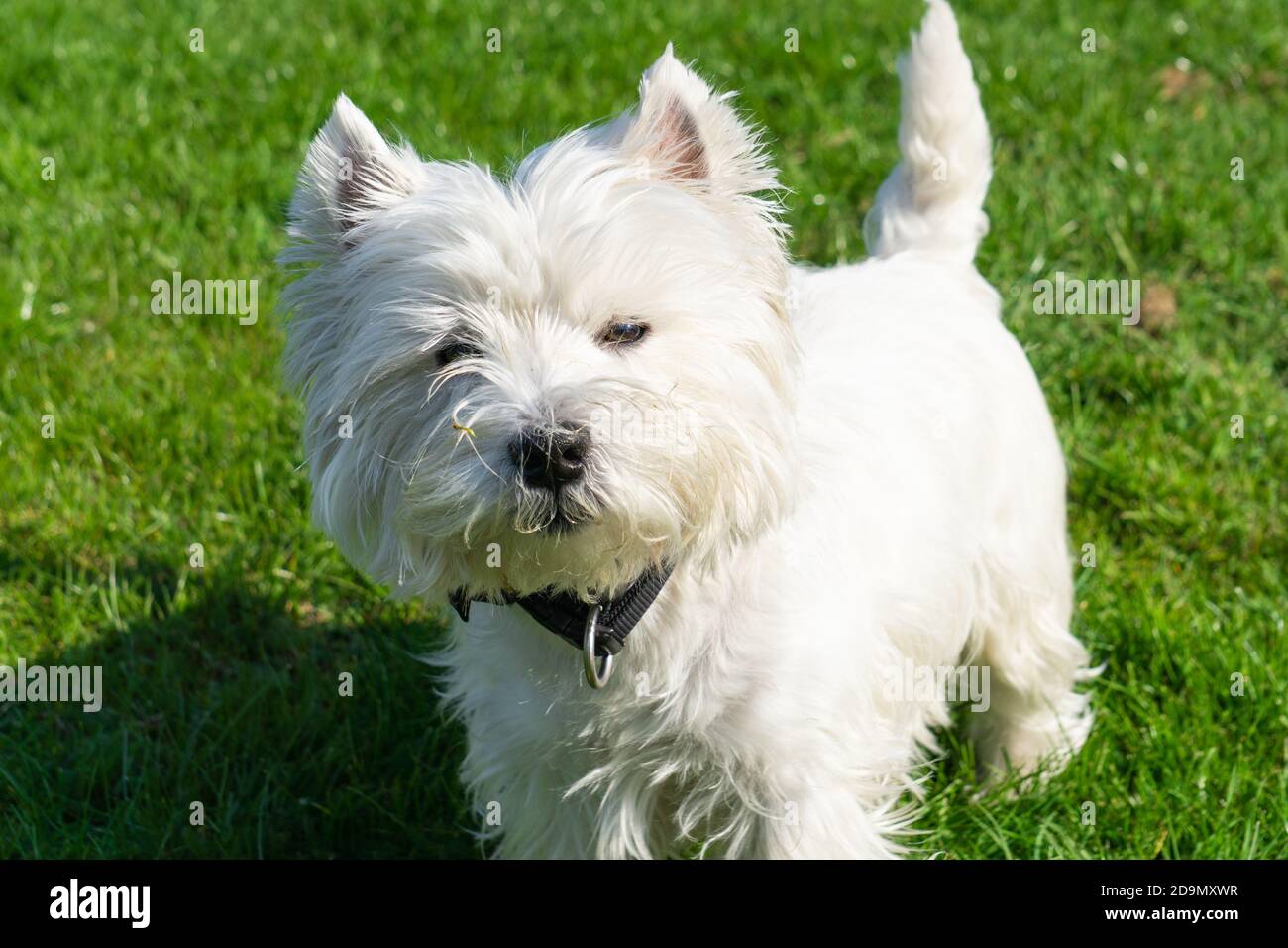 Cute West Highland White terrier in the garden Stock Photo