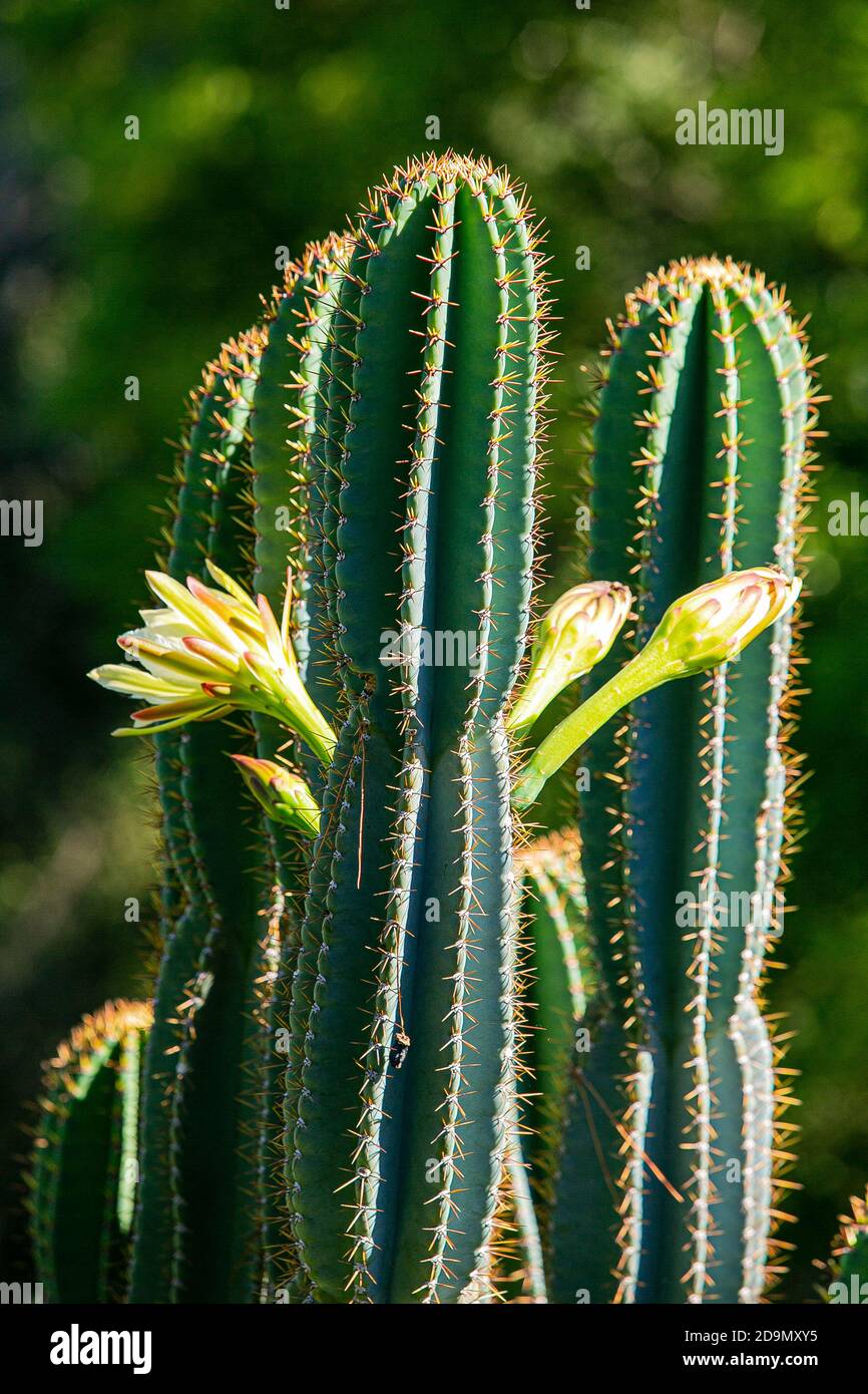 Closeup shot of blooming cactus plants Stock Photo