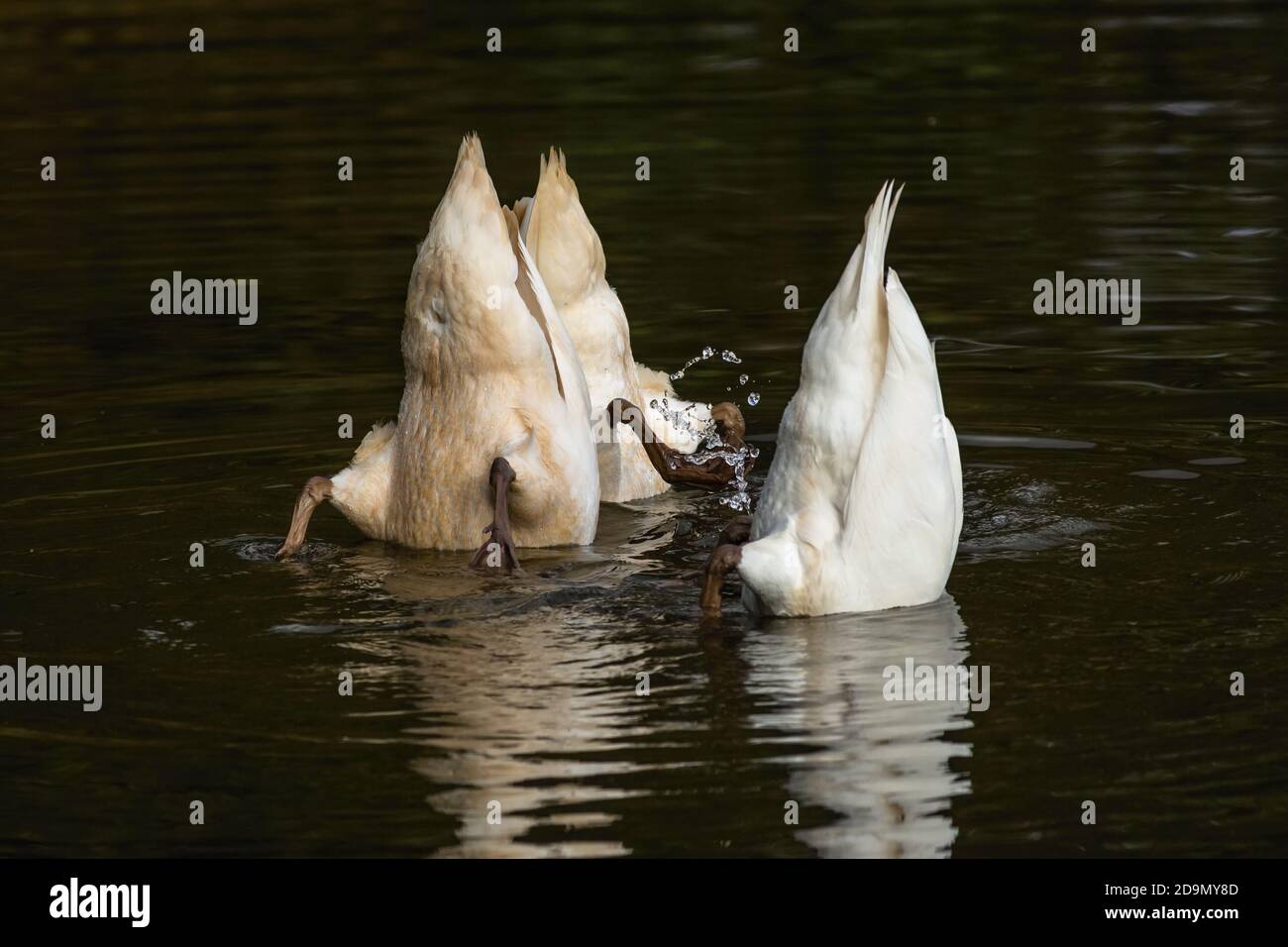 Three white mute swans diving in the dark lake with their legs and