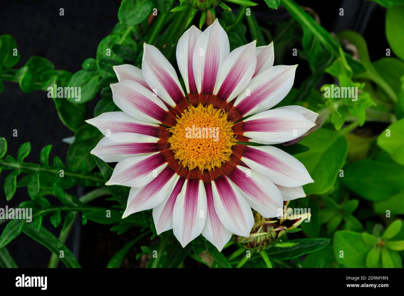 Flower, Close up of a member of the compositae family.White and purple petals with a bright yellow centre.In a Wiltshire garden.UK Stock Photo