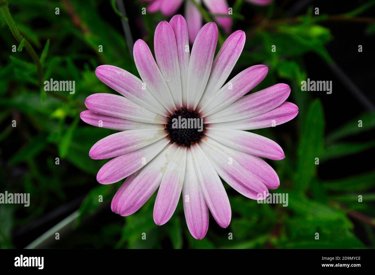 Flower, Close up of a member of the compositae family.White and magenta petals with a black coloured centre.In a Wiltshire garden.UK Stock Photo