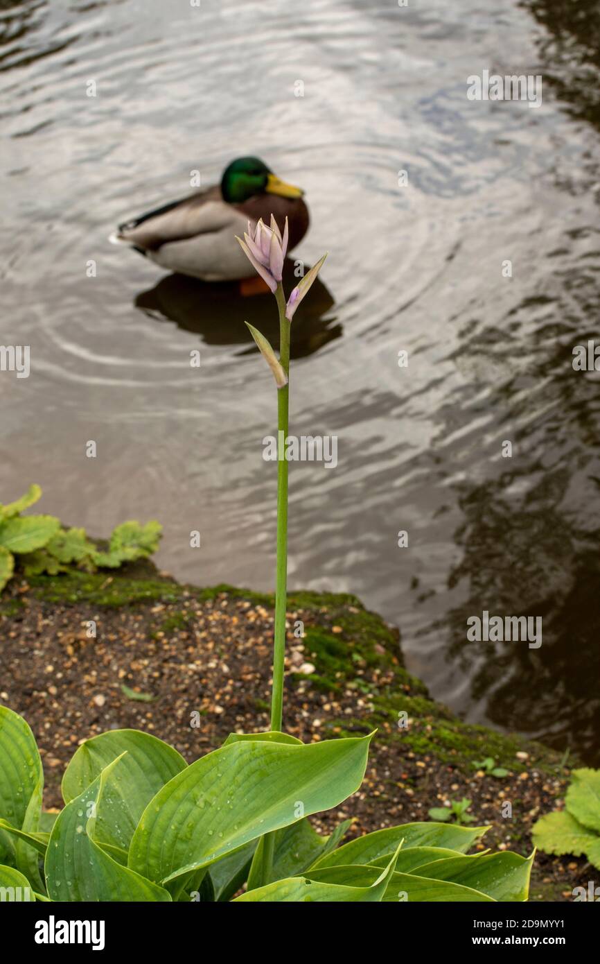 Hosta Empress Wu flower spike with water in the background Stock Photo