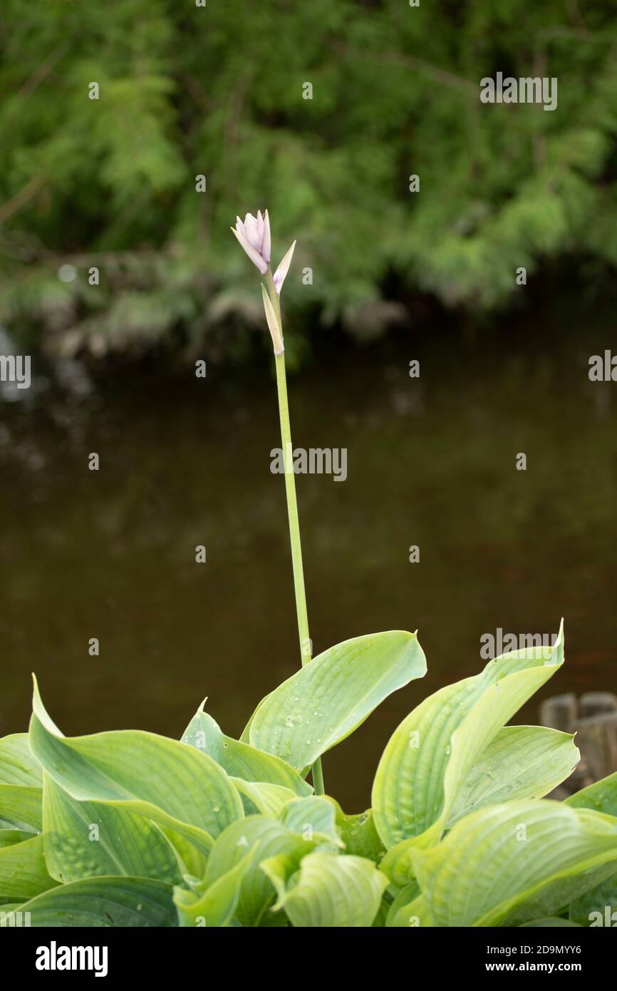 Hosta Empress Wu flower spike with water in the background Stock Photo