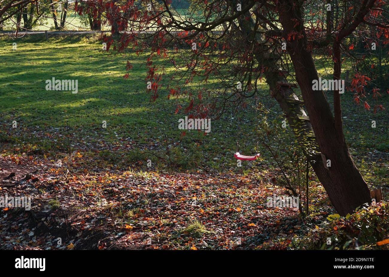 Abandoned climbing tree with swing. A meadow with fallen foliage at the bottom. It's autumn Stock Photo