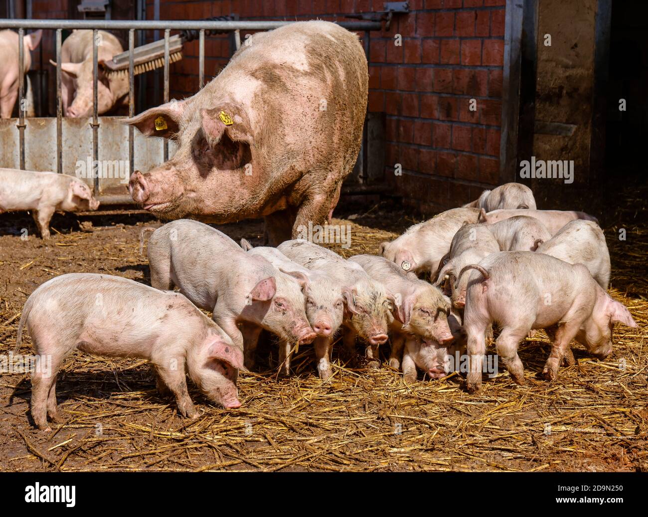 Willich, North Rhine-Westphalia, Germany, organic farming NRW, organic pigs, mother sow with piglets, lie on straw in the open pigsty on the Stautenhof, an organic farm. Stock Photo