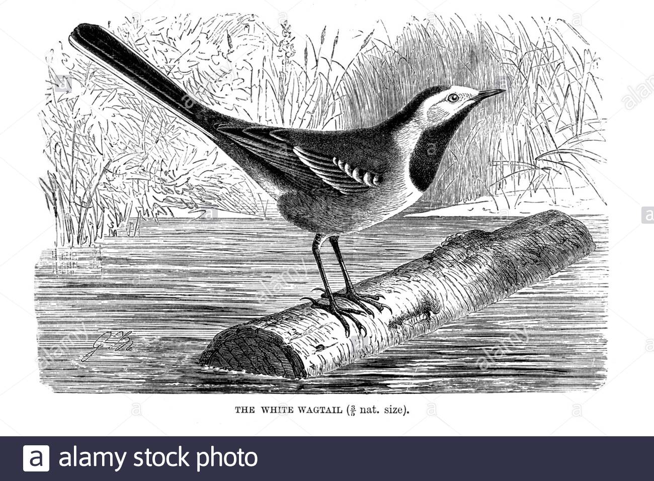White Wagtail, vintage illustration from 1894 Stock Photo