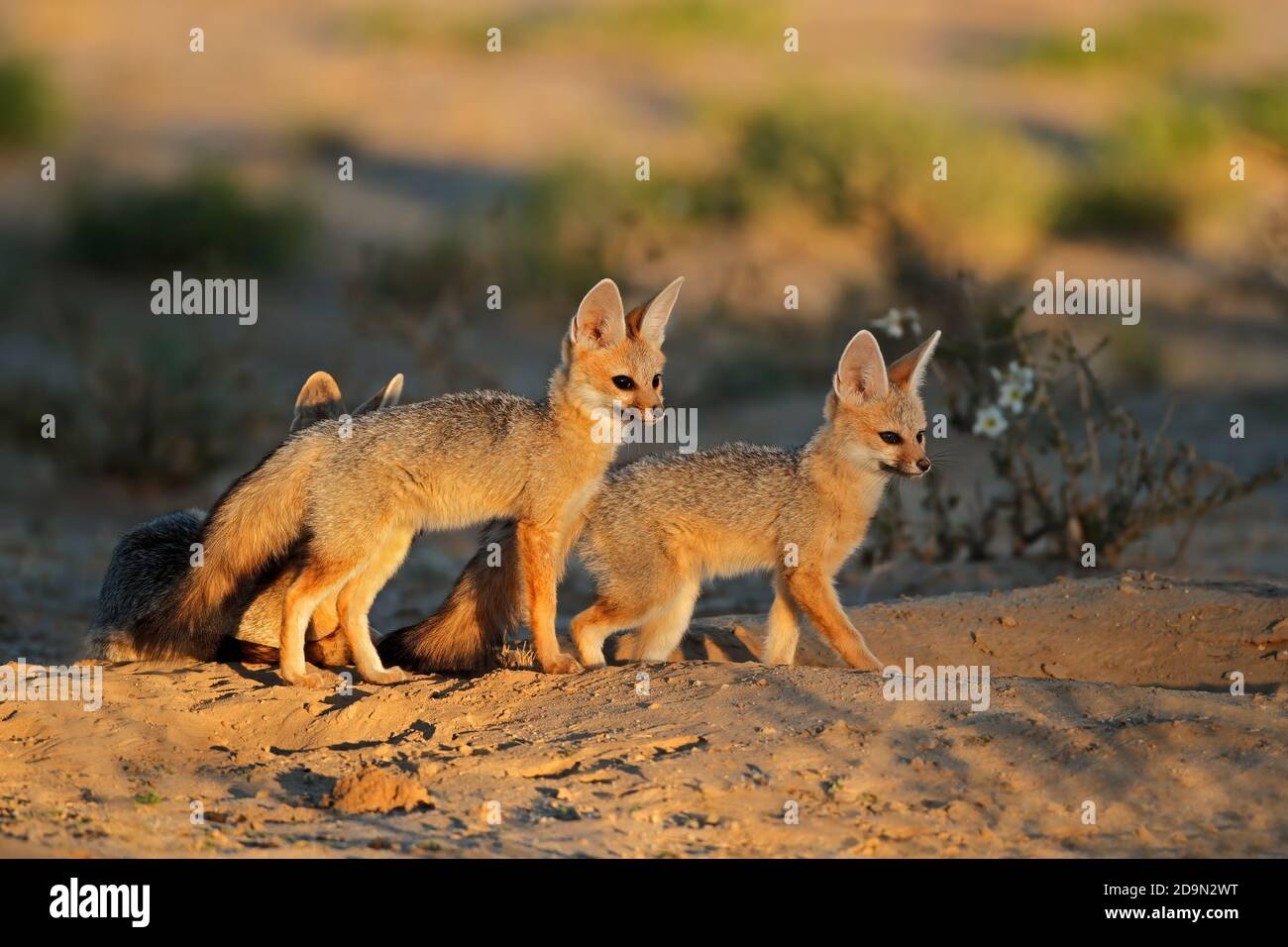 Cape foxes (Vulpes chama) at their den in early morning light, Kalahari desert, South Africa Stock Photo