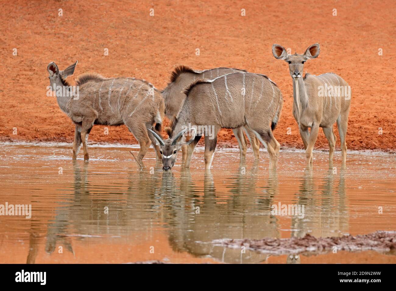 Kudu antelopes (Tragelaphus strepsiceros) drinking at a waterhole, Mokala National Park, South Africa Stock Photo