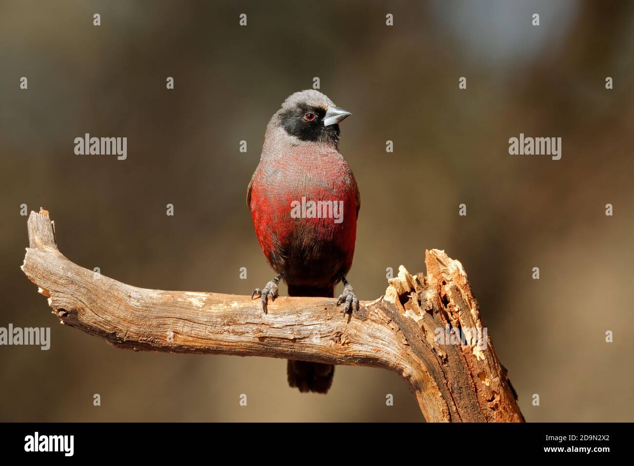 A small black-faced waxbill (Estrilda erythronotos) perched on a branch, South Africa Stock Photo