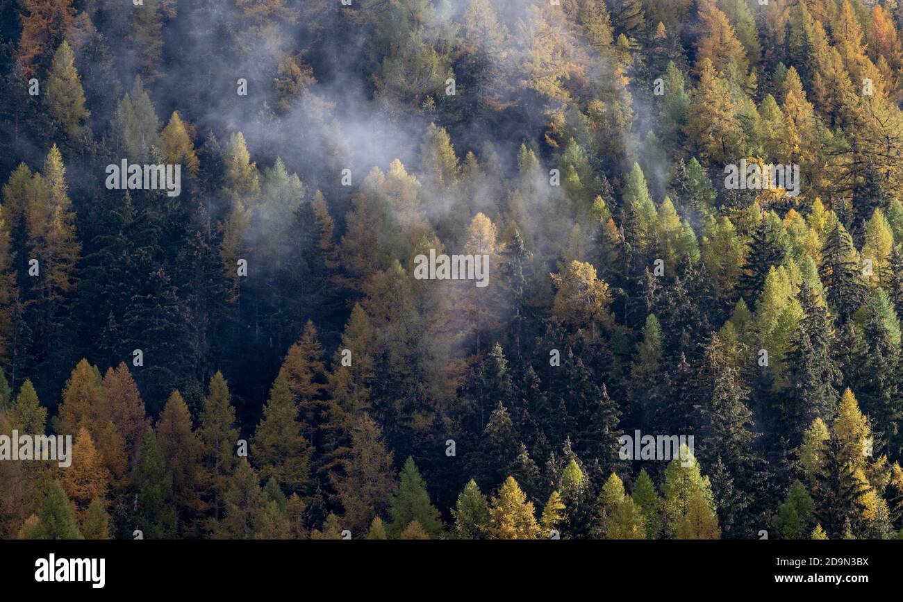 Orange and yellow Autumn Larch trees in forest with fog above. Autumn or Fall forest background. Stock Photo