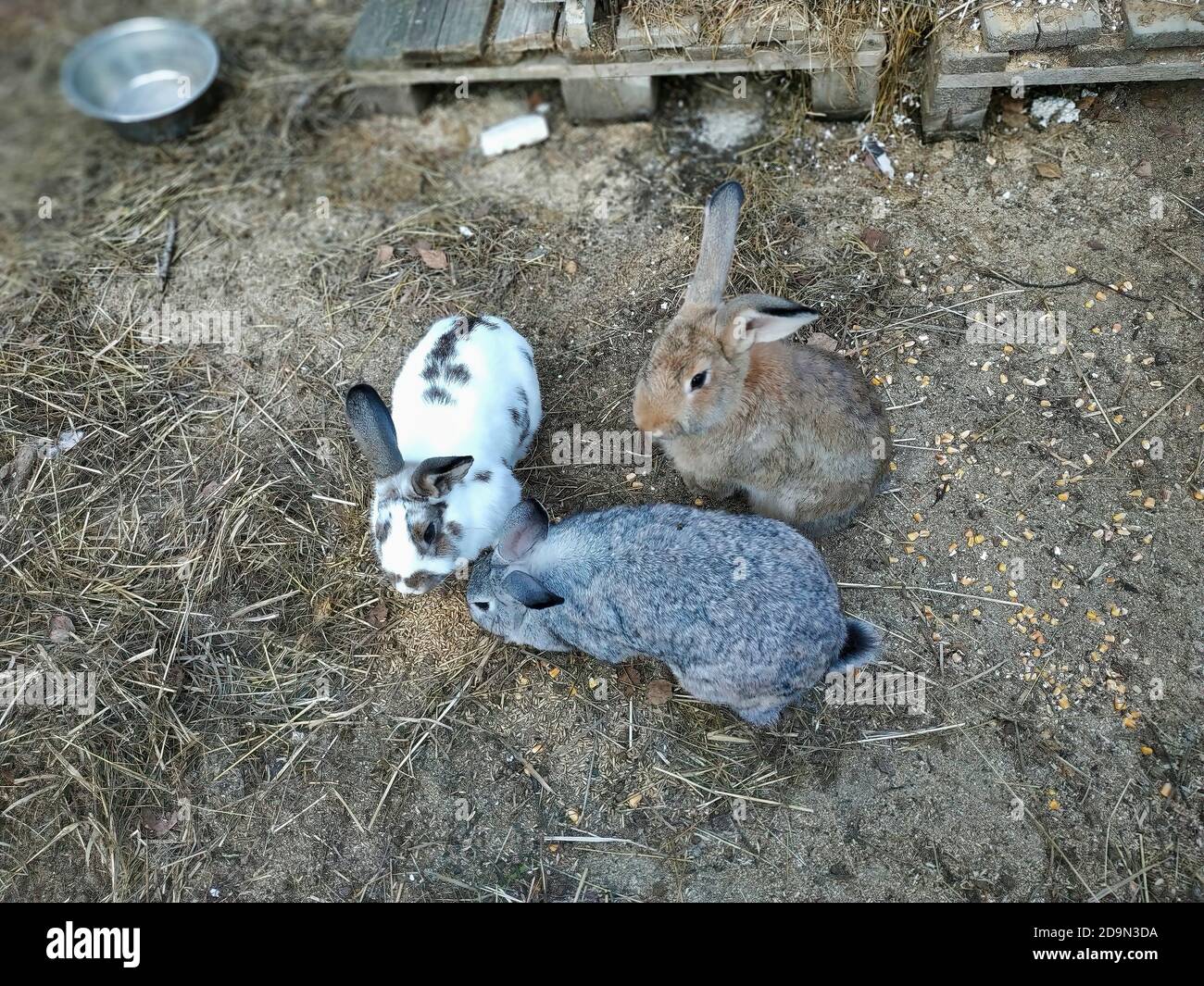 Closeup of gray, brown, and white domestic rabbits on the farm Stock ...