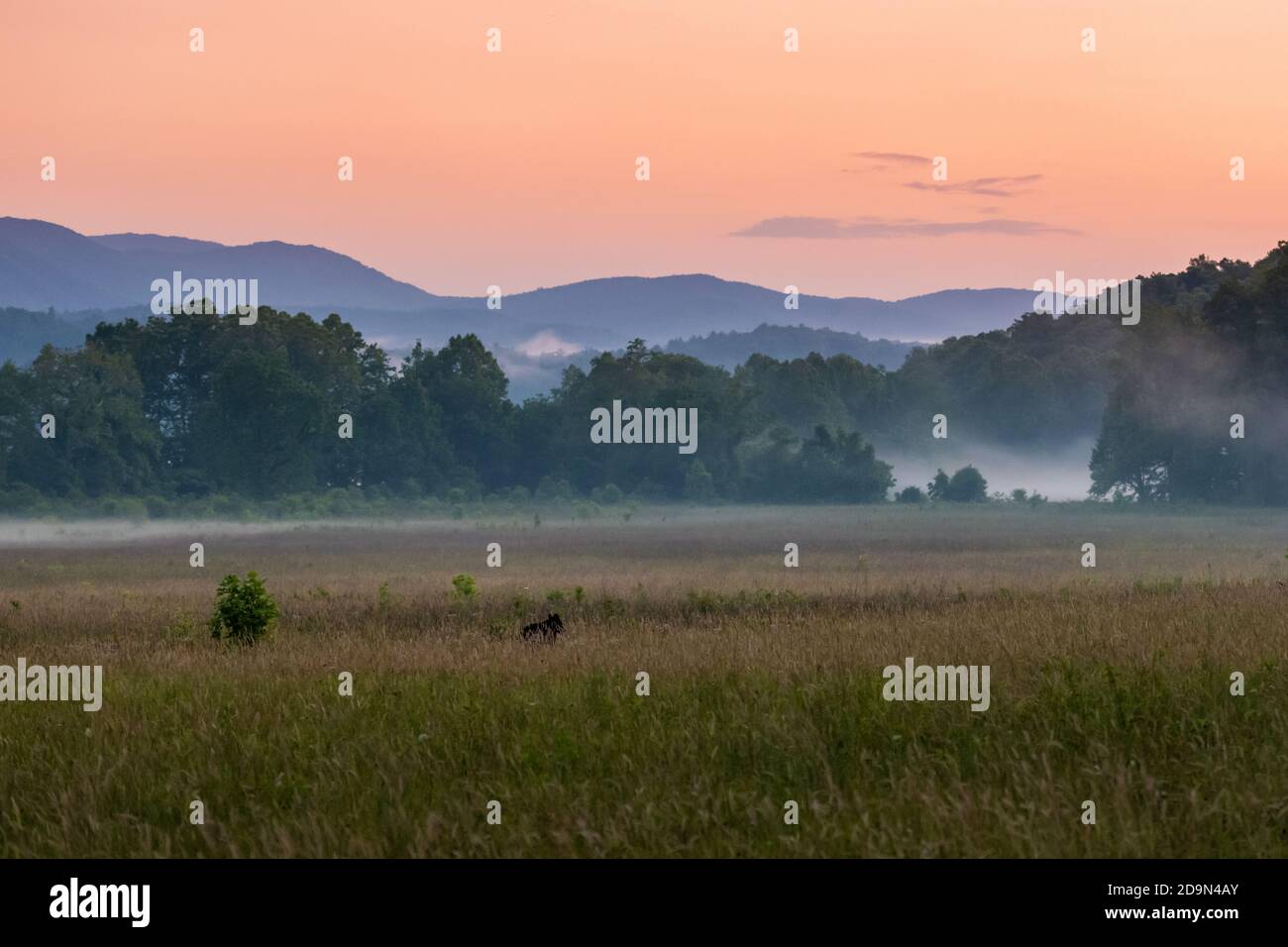 Bear Frolics In Field of Cades Cove at sunset Stock Photo Alamy