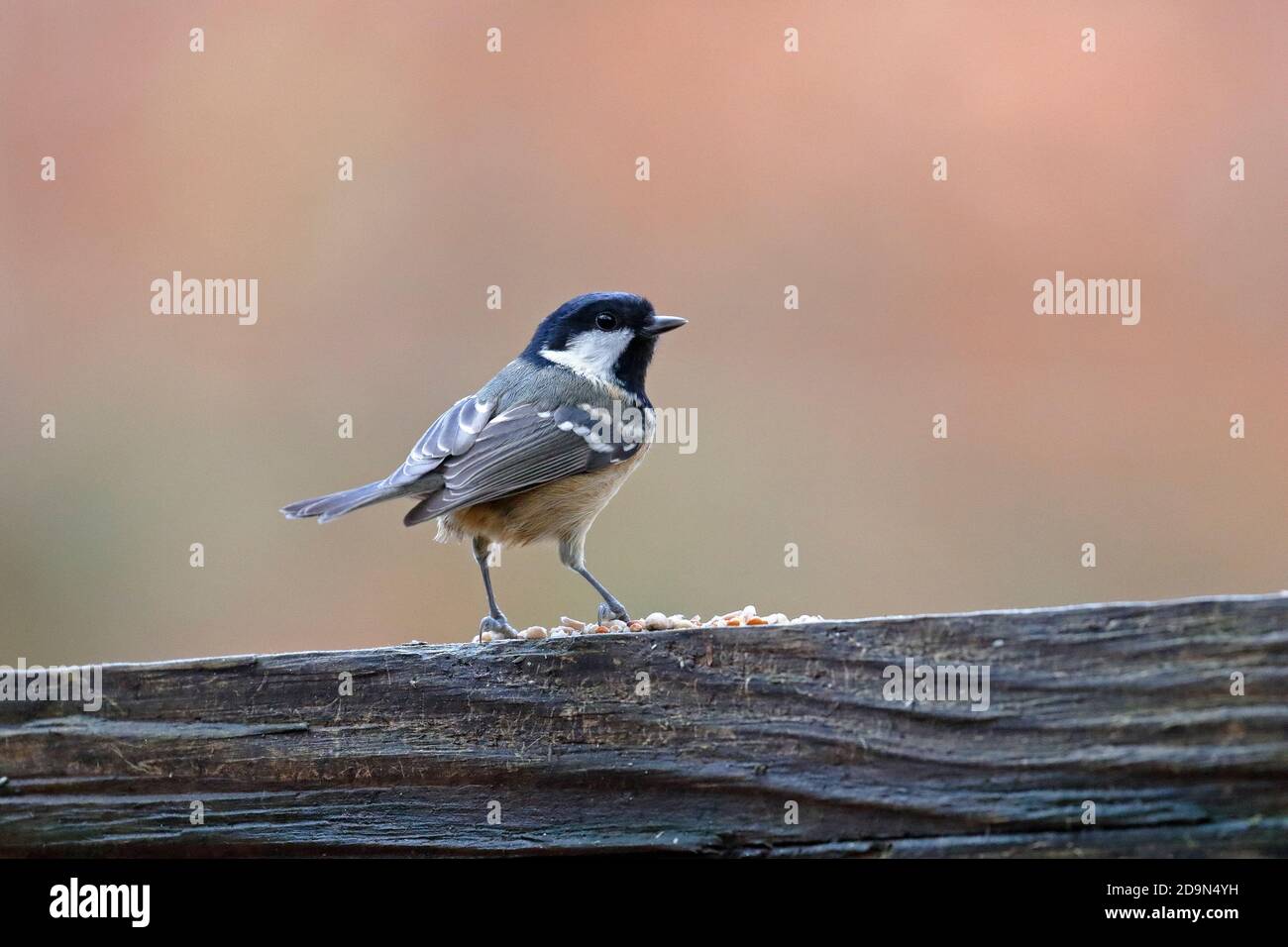Coal Tit, Periparus ater on a bird table in Wyming Brook Nature Reserve near Sheffield, South Yorkshire, Peak District National Park, England, UK. Stock Photo