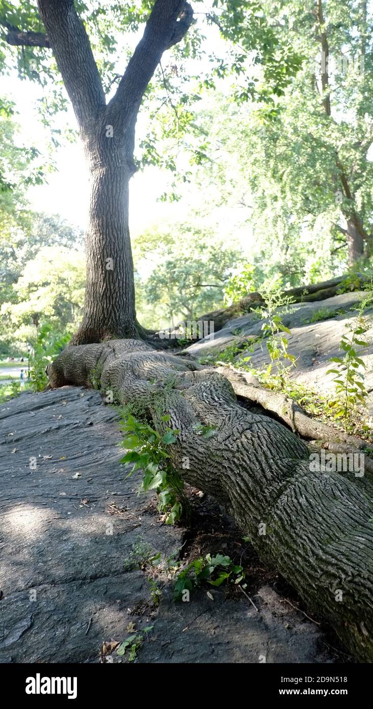 Central Park, NY, This wild birch tree roots growing on top of the bedrock, most likely since the seedling had no other place to expand, supply this tree with necessary nutrients to survive, Stock Photo