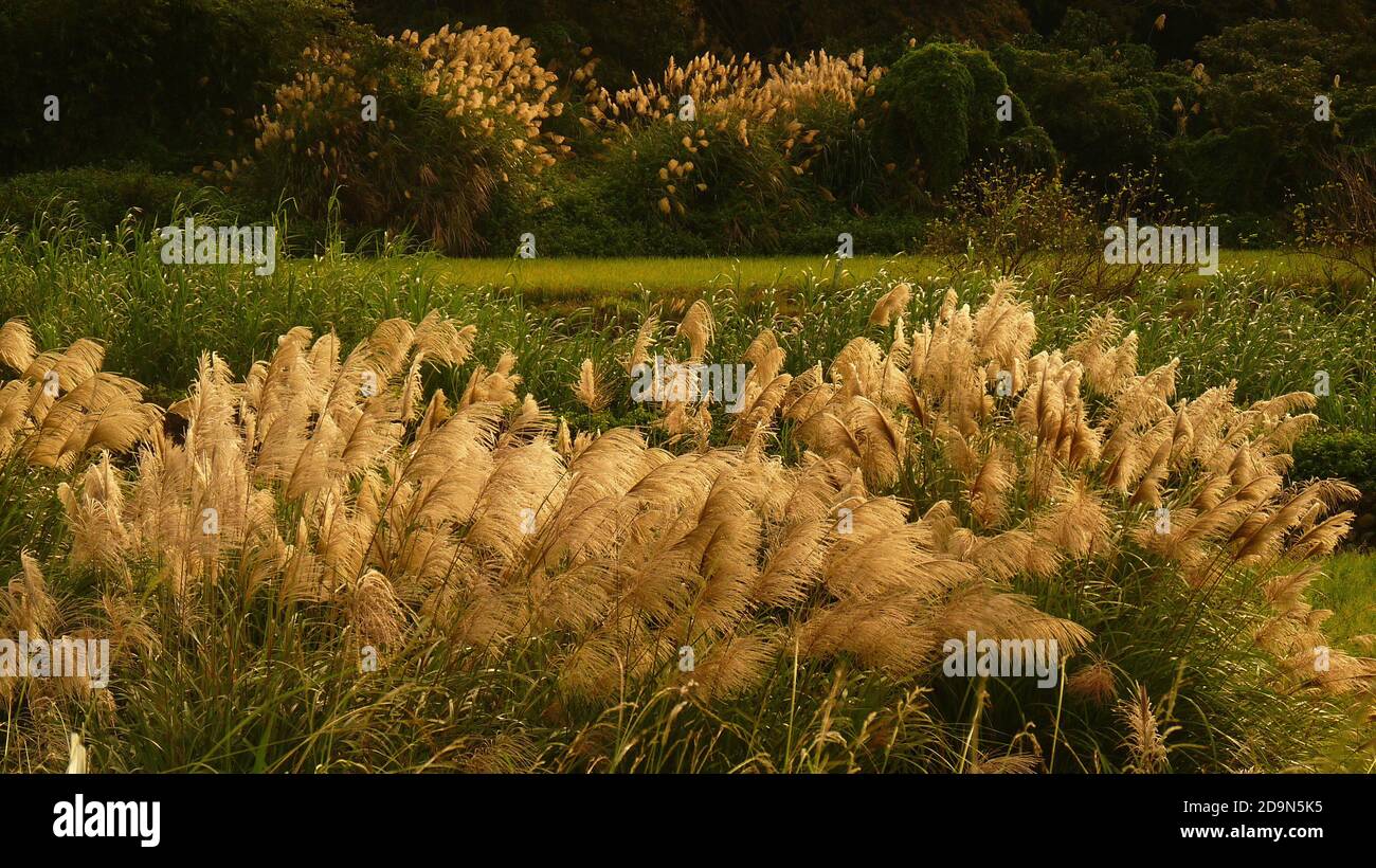 View of pampas grass growing in an open field Stock Photo Alamy