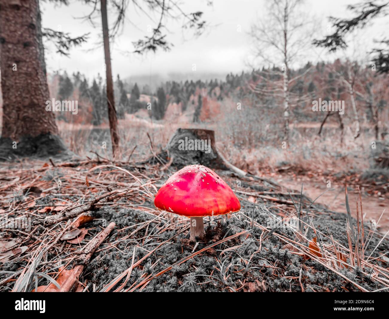 Poisonous mushroom Fly agaric (Amanita muscaria) Mrzla vodica in Croatia Europe low closeup close up  landscape scenic scenery altered color Red Stock Photo