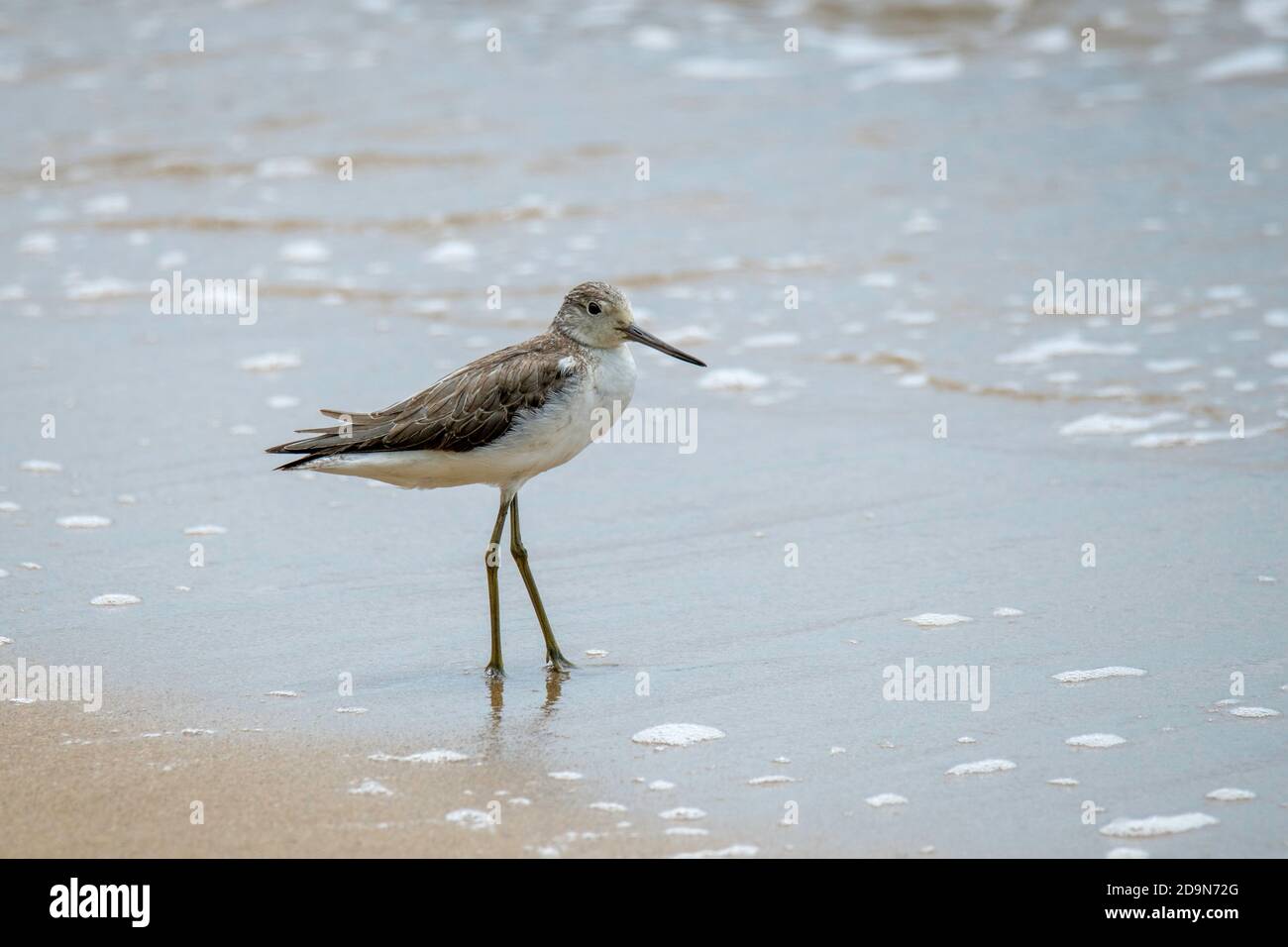 Common Greenshank Tringa nebularia Cains, Queensland, Australia 31 ...